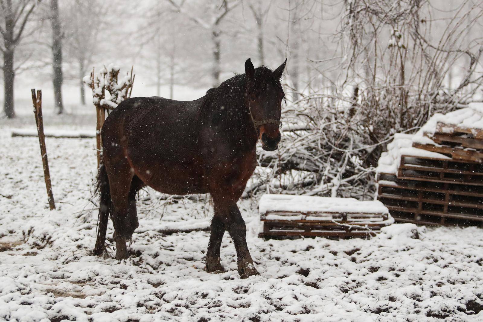 Spasio 16 konja u potresu, ali jedan nije izdržao: Pastuh mi se počeo tresti, srušio se i - uginuo