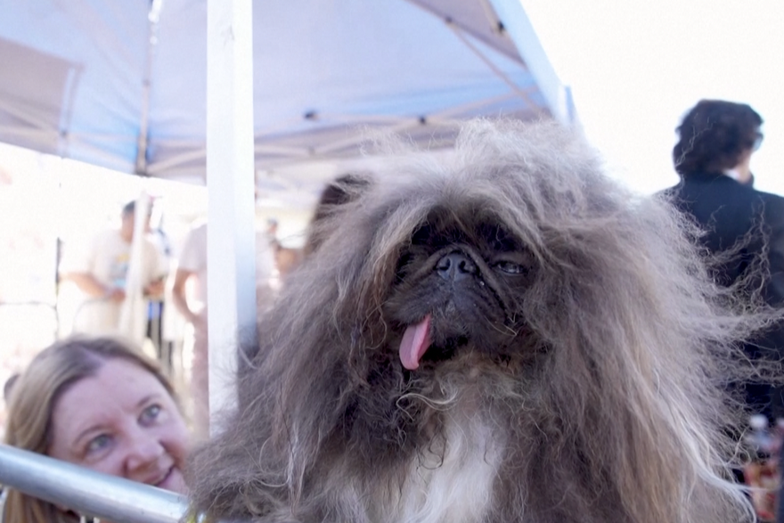 Ovog su pekinezera proglasili najružnijim psom na svijetu: Dobio ček od 5.000 dolara