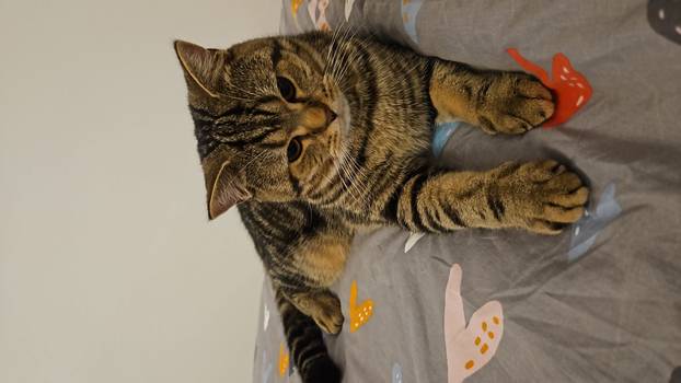 SUPER FOTKE vaših ljubimaca! Neki bi mogli biti viralni hit, ali svi su jednostavno neodoljivi