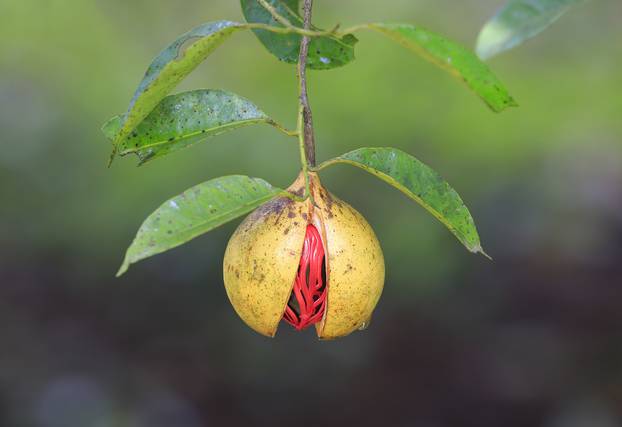 Nutmeg on a tree