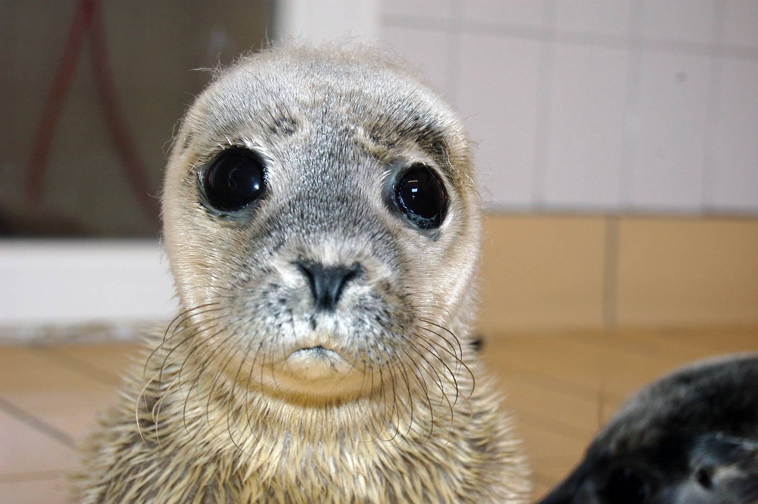 First seal pups of the year