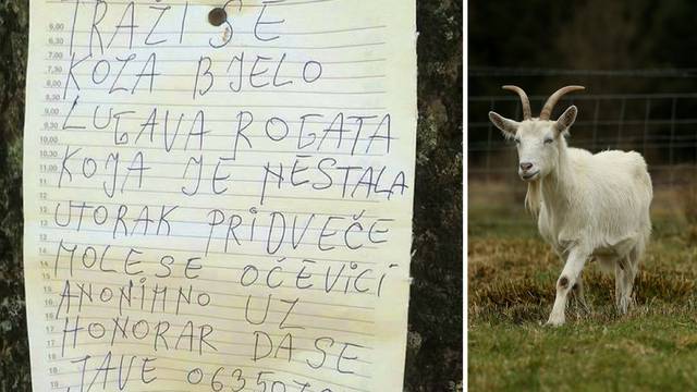 Muškarcu iz BiH nestala koza: Očevici, javite se, dajem novac!