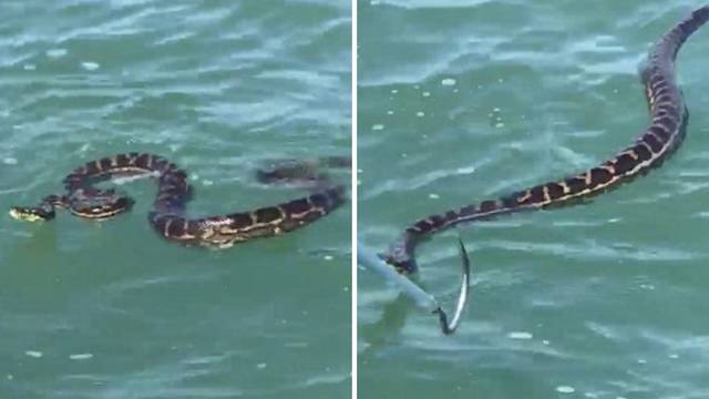 Ribar u panici: Ogromna zmija uporno je htjela na njegov brod