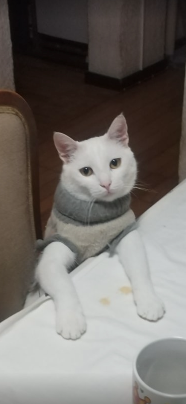 SUPER FOTKE vaših ljubimaca! Neki bi mogli biti viralni hit, ali svi su jednostavno neodoljivi