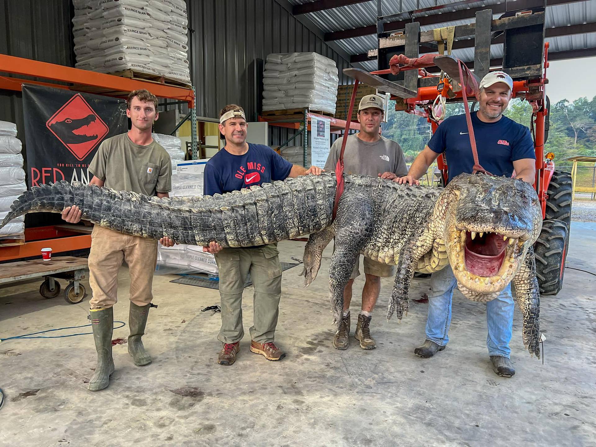 Ulovili čudovišnog aligatora i postavili rekord. Ima više od 4 metra i 360 kila: 'Jedu nam pse'