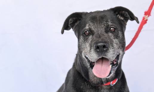 Udomi Asa: Druželjubiv je i nije svadljiv, a samo želi topli dom...