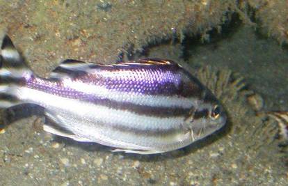 Ulovili novu vrstu tropske ribe u Jadranskome moru