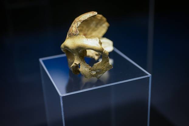 Zagreb: Otvorenje izložbe Lubanja C u Prirodoslovnom muzeju
