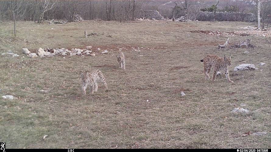 Sjajna godina: Mali risovi su preplavili šumu, okotilo ih se 26