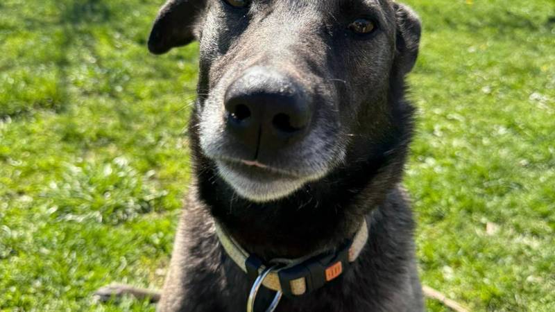 Pas za poželjeti: Na smještaju sam dobar kao kruh, uzmite me