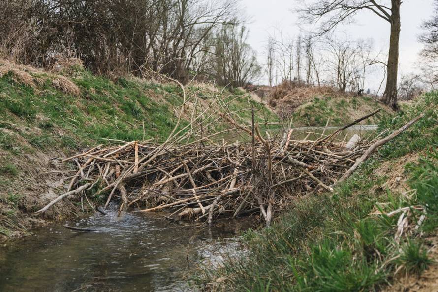 Dabrovi u Novom Marofu rade probleme: 'Ukrali su 200 letvi radnicima i odnijeli ih u potok'