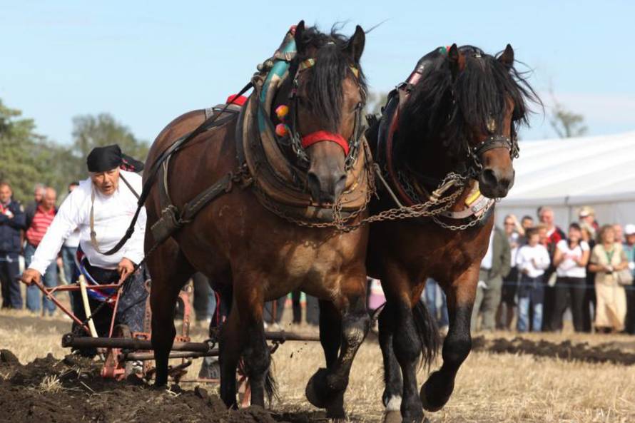 Željko Mršić/Pixsell