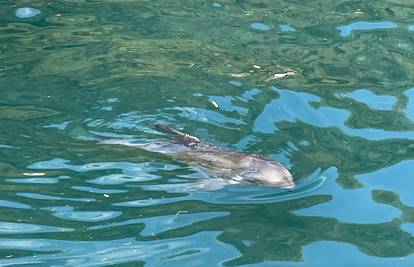 VIDEO Ozlijeđenog dupina snimili kod Lastova: 'Izgleda da ga je ozlijedio propeler broda'