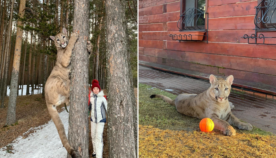 Živi s pumom: 'Zbog korone i ona pere šape koliko i mi ruke'