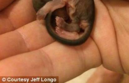 Našao polumrtvu bebu leteće vjeverice, spasio ju i posvojio