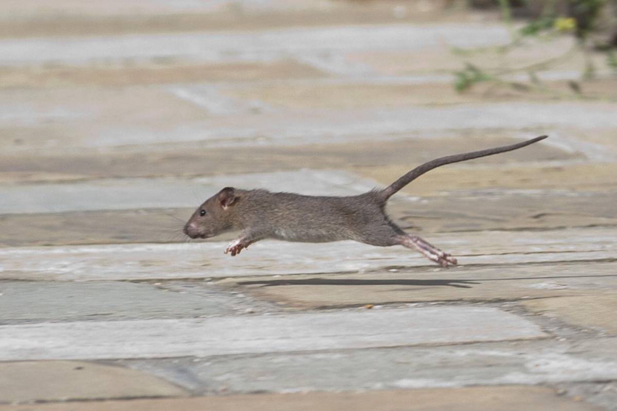 Istraživači maknuli štakore sa zlog glasa: 'Ne prenose ništa više bolesti od drugih životinja'
