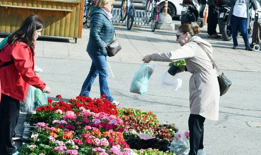 FOTO Gradska tr&zcaron;nica u Sisku nudi odli&ccaron;nu ponudu cvije&cacute;a
