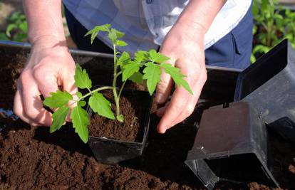 Paprika se sadi i u stanu, a kora banane gnoji tlo