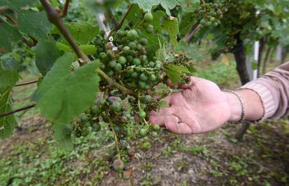 Tuča uništila vinograde: 'Sve je uništeno, posljedice su strašne'