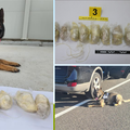 Imotski: Policija uz pomoć psa Wolfa pronašla kilu heroina