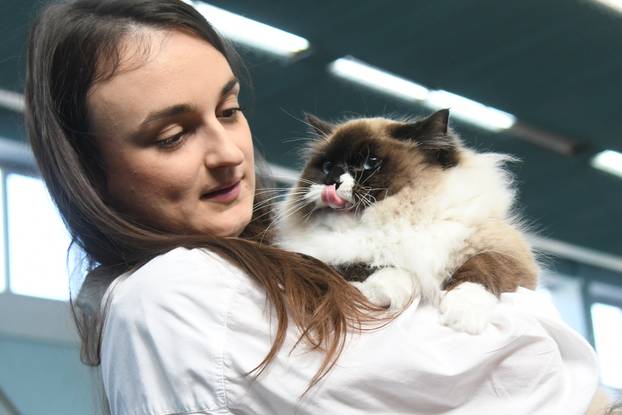 Bjelovar: Međunarodna izložba pasminskih mačaka u organizaciji Saveza felinoloških društava Hrvatske