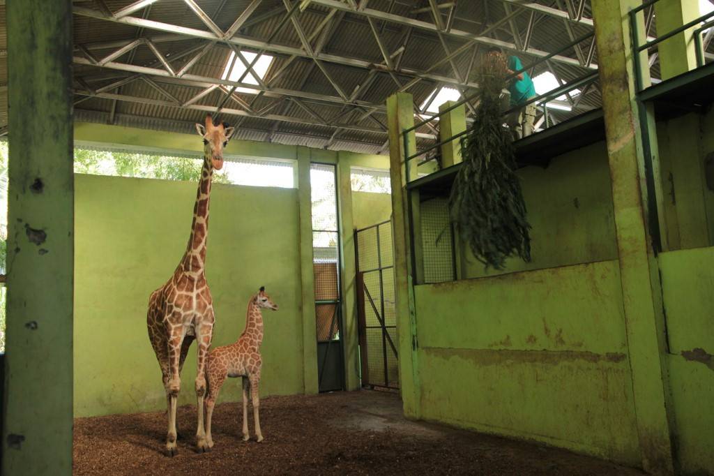Beba žirafa rođena na Baliju dobila je ime Korona po virusu
