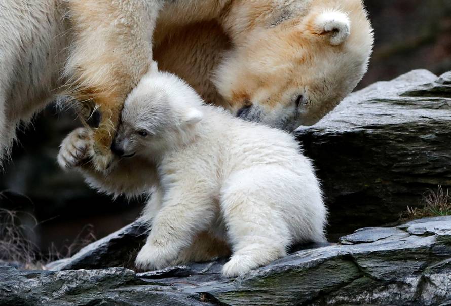 A female polar bear cub is seen together with 9 year-old mother Tonja during her first official presentation for the media at Tierpark Berlin zoo in Berlin