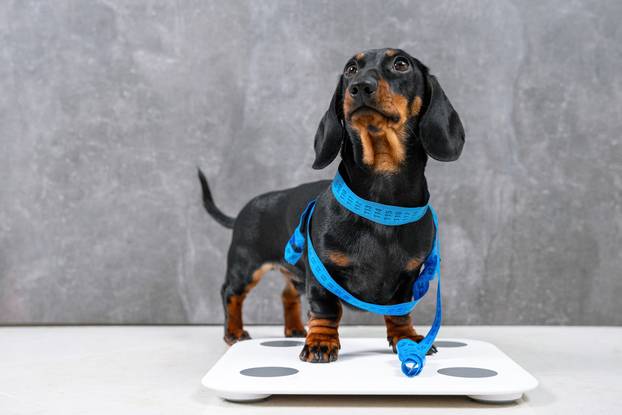 Cute,Hungry,Dachshund,Puppy,Dog,Is,Wrapped,In,Centimeter,And