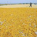 Argentinski poljoprivrednici zbog suše očekuju lošu žetvu