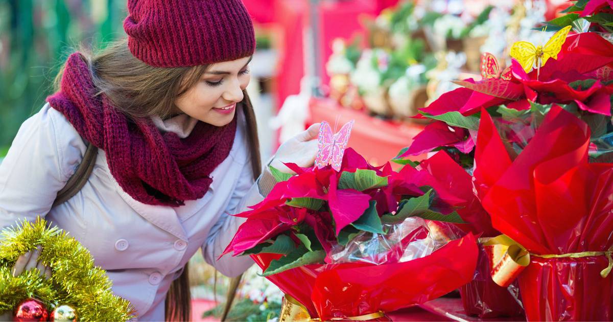 Avoid placing the poinsettia near the radiator; instead, place it on the eastern window sill