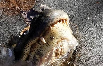 'Zaledili se' da bi preživjeli: Aligatore led štiti od jake zime