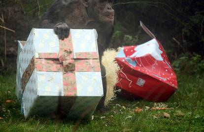 I čimpanze su se razveselile božićnim poklonima