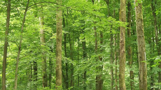 Znate li koje je stablo najrasprostranjenije u hrvatskim šumama?