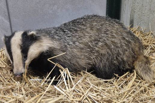 FOTO Jazavac stigao u centar Zagreba: 'Zaspao je na balkonu'