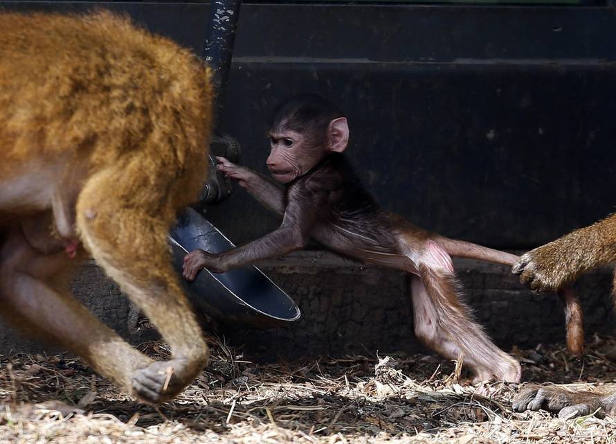 Press Association/PIXSELL