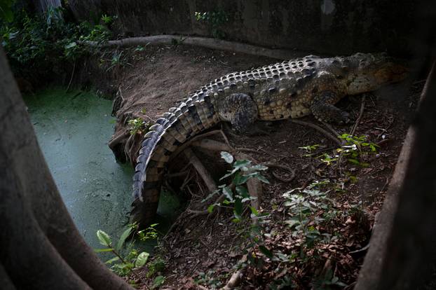 The Wider Image: The last-ditch race to save the Orinoco crocodile