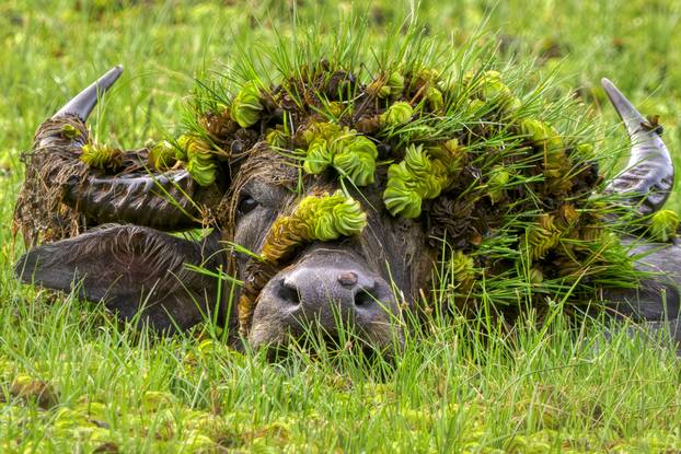 FOTO Skroz su smiješne: Žirafe imaju frizuru, leopard radi stoj, medvjedi umiru od smijeha...
