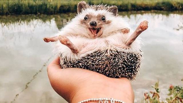 Najsretniji jež na svijetu putuje po cijelom svijetu sa smješkom