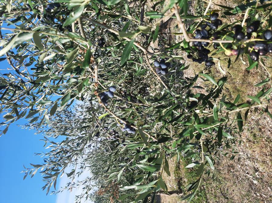 Jeste li primijetili ovu oznaku na proizvodima? Možda je važnija nego što mislite