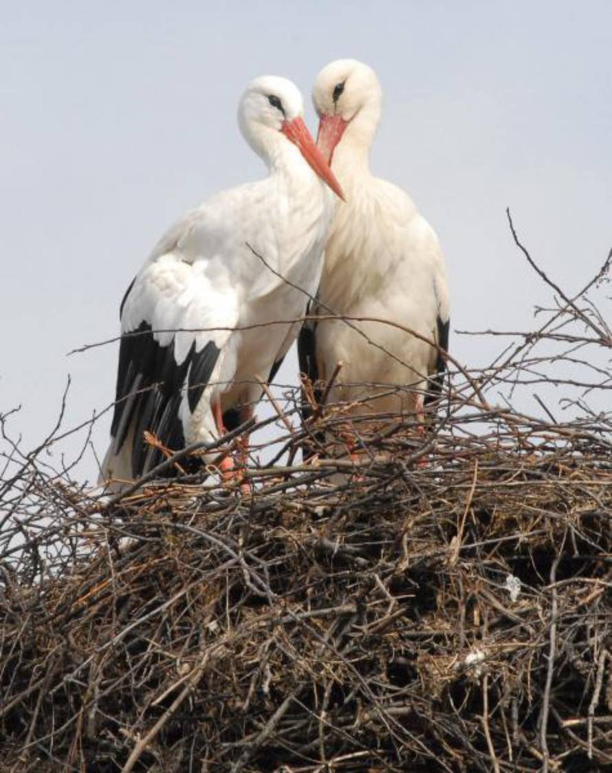 Ivica Galović/PIXSELL