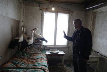 Bulgarian farmer Ismail reacts next to storks that he saved in the village of Zaritsa