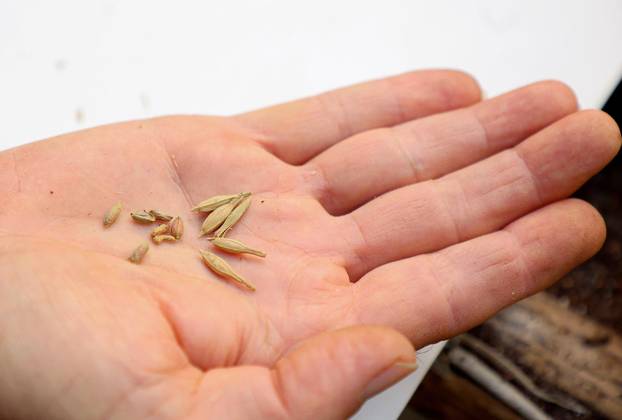 Split: Denis Bojčić, kolekcionar bugenvila