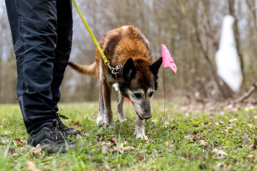 24sata Zagreb: HGSS-ov potražni pas Dracko i njegov vodič Kruno Stipetić