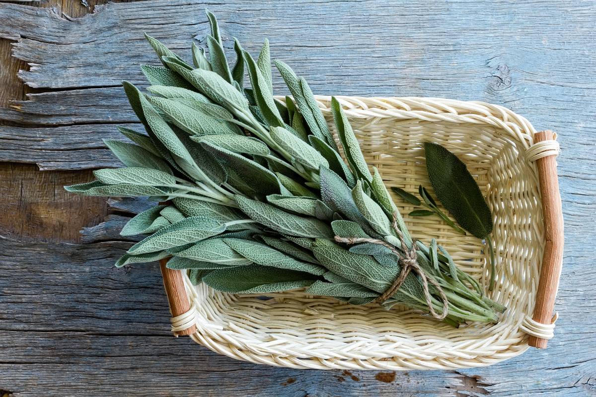 Od aromatične kadulje lako je pripremiti domaći sirup ili čaj