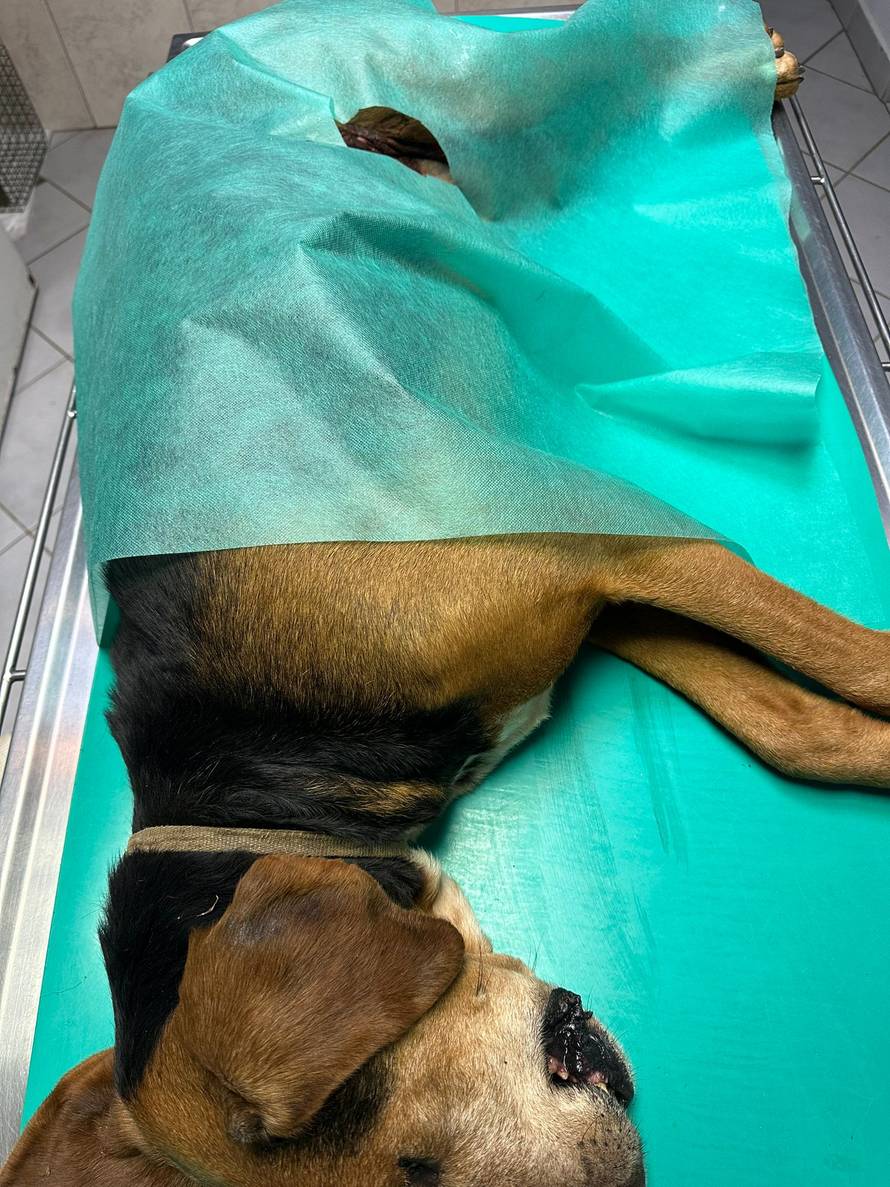 Psu kod Zadra šipka probila nogu, spašavali ga vatrogasci: 'Bio je u bolu i jako preplašen'