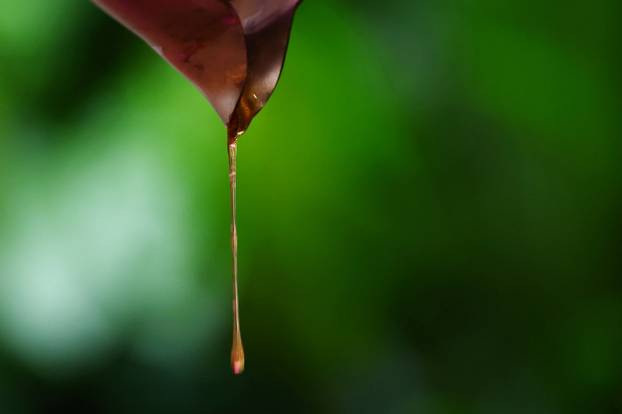Honey flows from an extractor during a honey harvesting workshop organised by bee rescuer Clarence Chua in Singapore