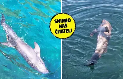 DOZNAJEMO Ozlijeđeni dupin snimljen kod Lastova je živ! Vidjeli ga kod talijanske obale