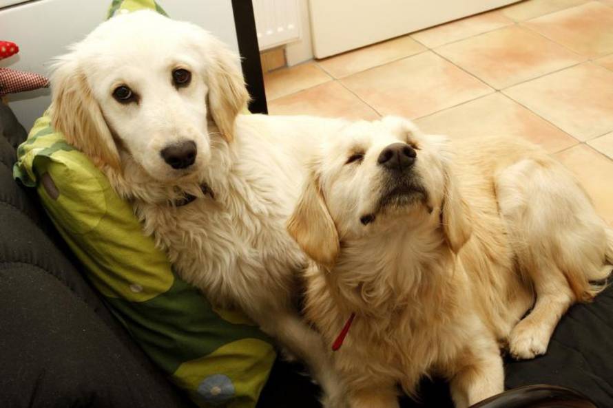 Marko Mrkonjić/PIXSELL