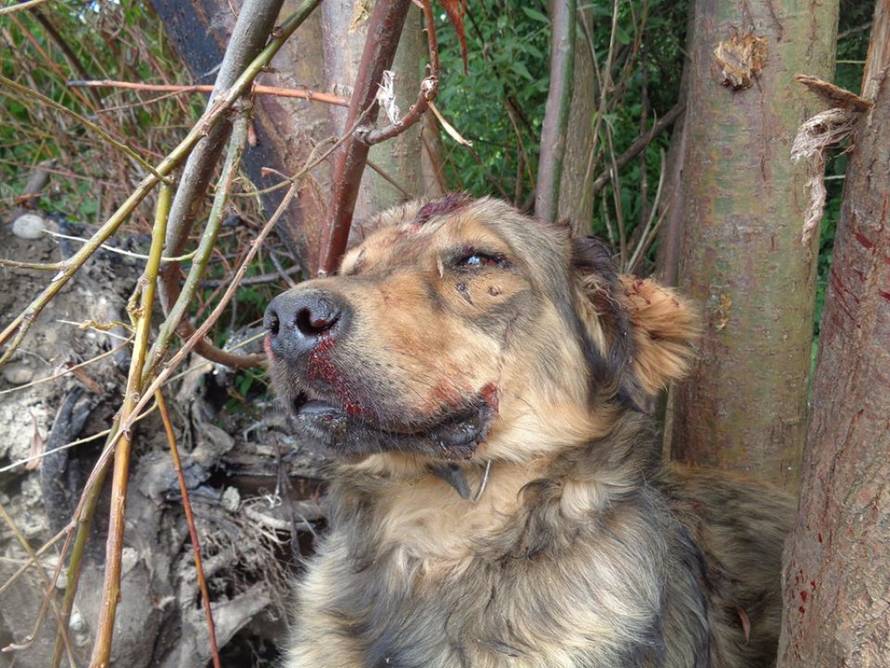 Udruga Spas Varaždin/Facebook