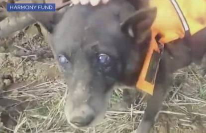 Mjesecima je bio zarobljen: Slijepog psa spasili iz  bunara 